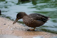 Löffelente (5 von 8).jpg